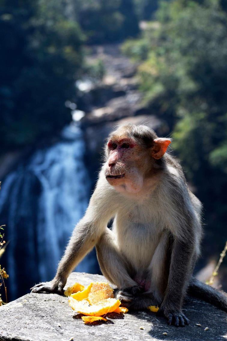 Monkey Falls Nature's Oasis